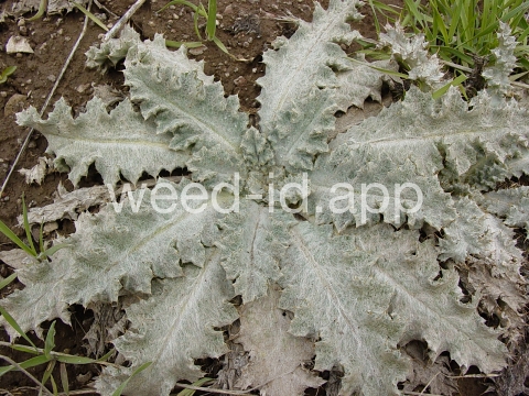 thistle, Scotch